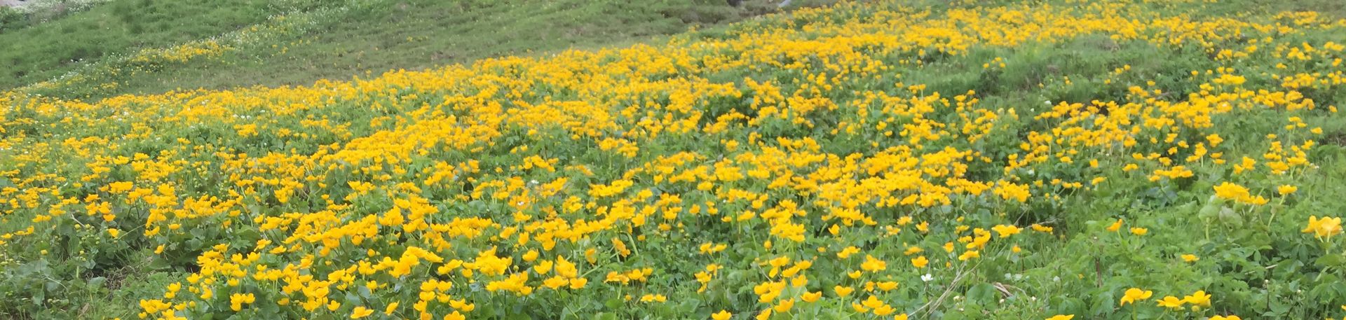Blumenwiese