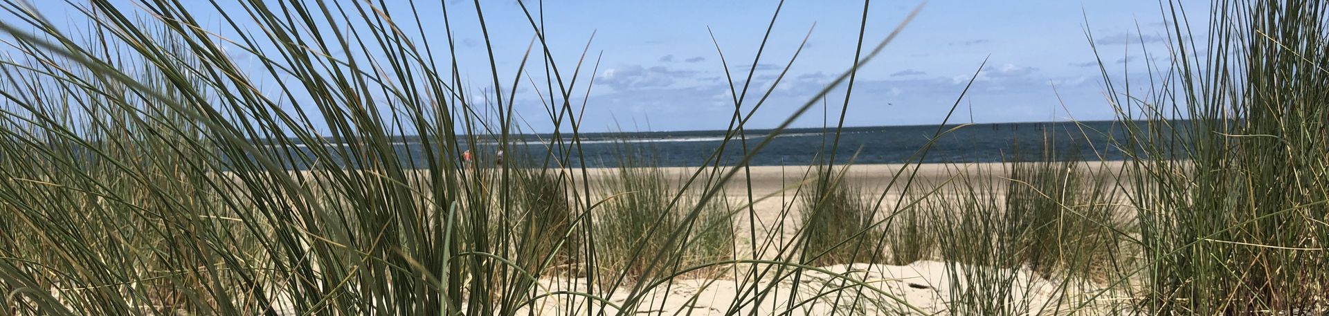 Gräser am Strand